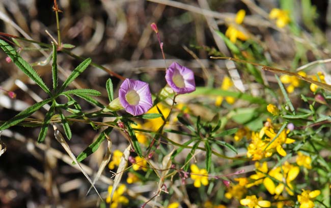 Ipomoea costellata, Crestrib Morning-glory, Southwest Desert Flora